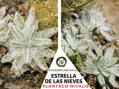 Estrella de las Nieves