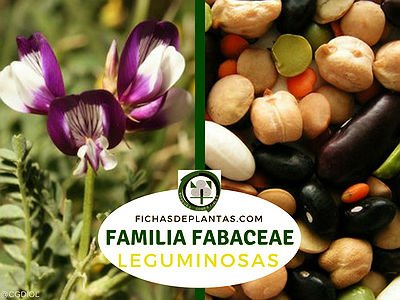 Familia Fabaceae | Leguminosas