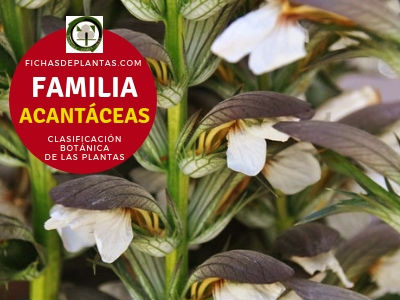 Familia Acantáceas | Clasificación botánica de las plantas