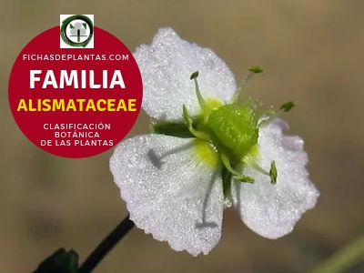 Familia Alismatáceas | Clasificación Botánica de las plantas