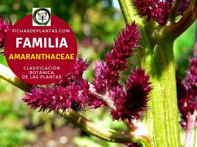 Familia Amarantáceas | Clasificación Botánica de las Plantas