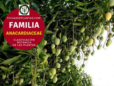 Anacardiáceas