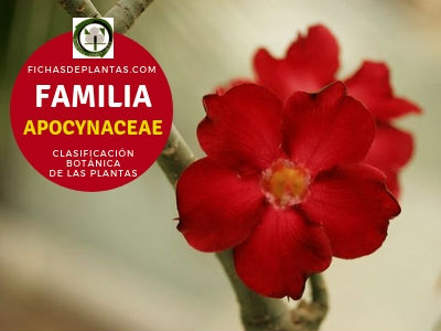 Apocináceas