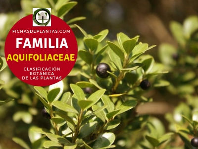Aquifoliáceas