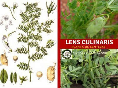 Lens culinaris Med, Lentejas