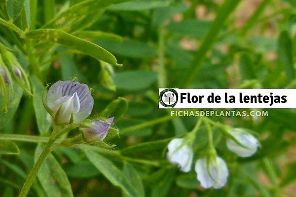 Flor de la Lentejas