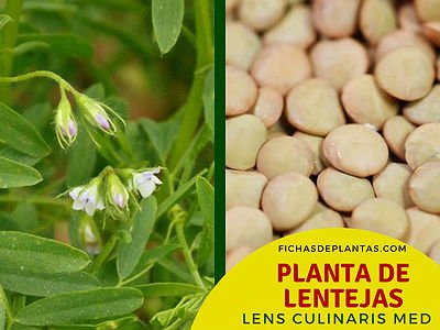 Lentejas Planta con Propiedades Nutricionales