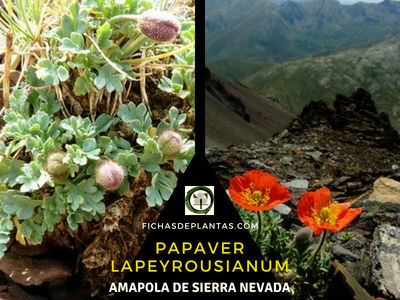 Papaver lapeyrousianum