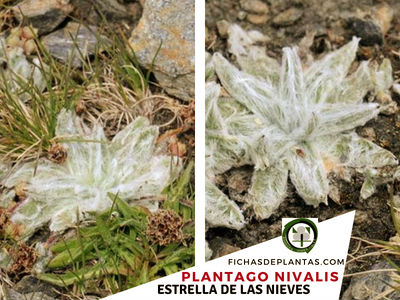 Plantago nivalis