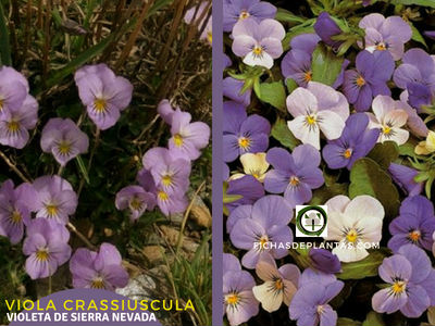 Viola crassiuscula, Violeta de Sierra Nevada