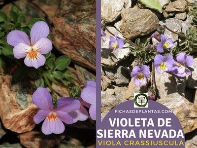 Violeta de Sierra Nevada