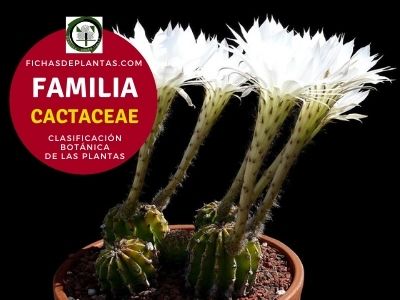 Familia Cactáceas | Clasificación Botánica de las Plantas
