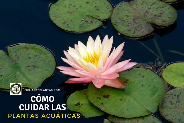 Plantas Acuáticas, cómo cuidarlas