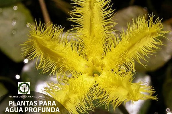 Especies de Plantas para Agua Profunda