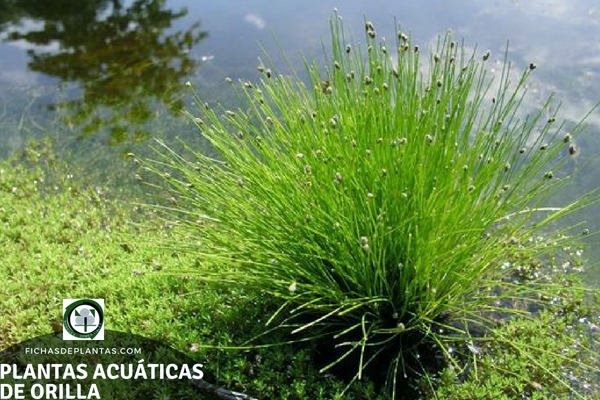 Especies de Plantas Acuáticas de Orilla 