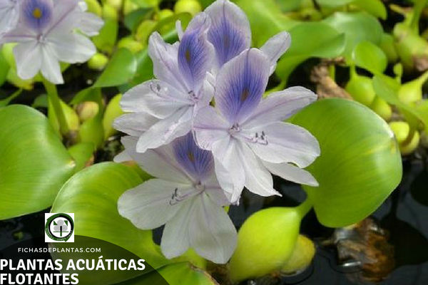 Especies de Plantas Acuáticas Flotantes 