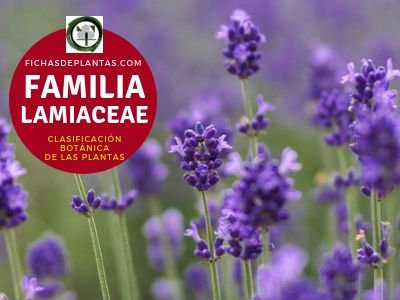 Lamiaceae o Labiadas