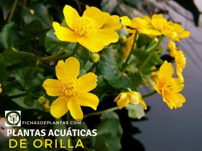 Plantas Acuáticas de Orilla