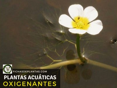 Plantas Acuáticas Oxigenantes