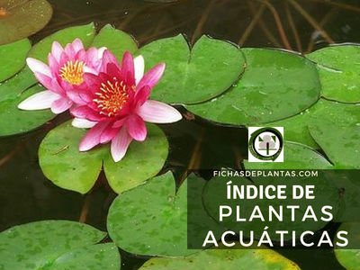 Plantas Acuáticas