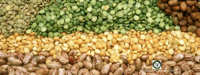 Plantas aprovechables por sus Semillas