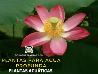 Plantas para Agua Profunda