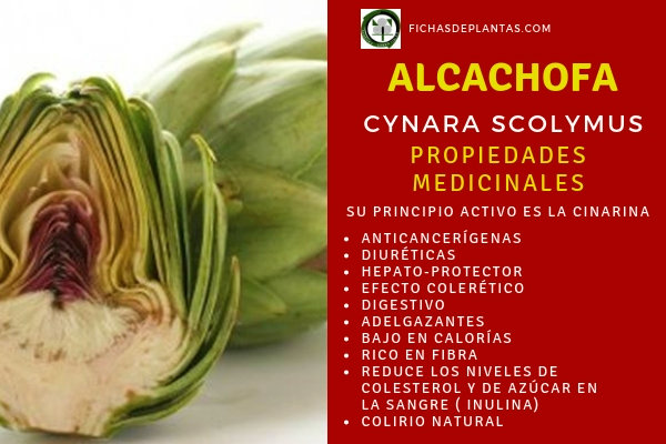Alcachofas Propiedades Medicinales