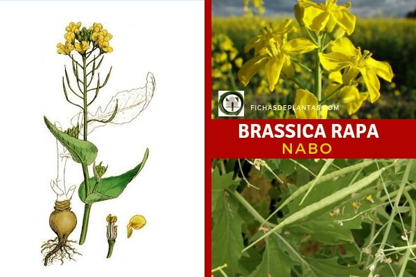 Brassica rapa, Nabo