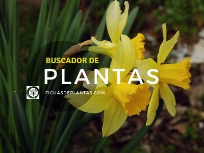 Buscador de Plantas, fichasdeplantas.es