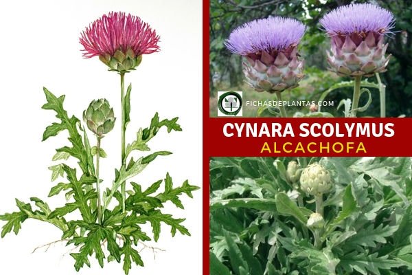 Cynara scolymus, Alcachofa