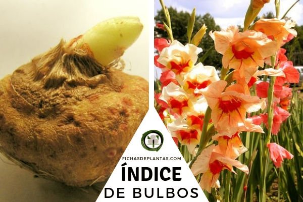 Indice de Plantas de Bulbos