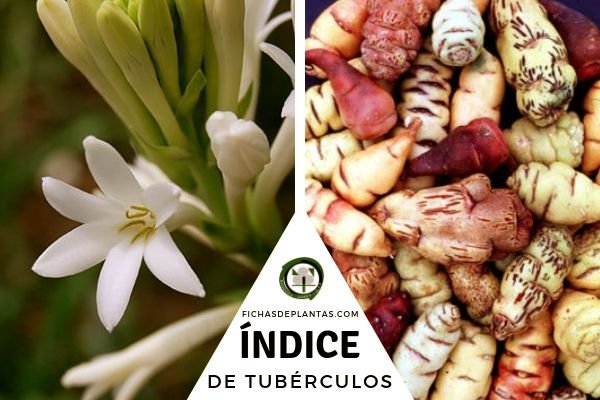 Indice de Plantas de Tubérculos