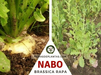 Nabo Planta Crucifera