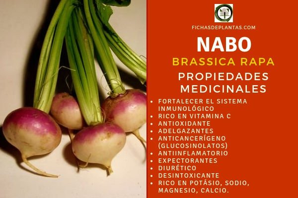Nabo Propiedades Medicinales