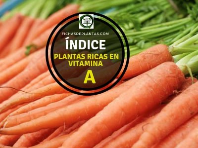 Plantas Ricas en Vitamina A