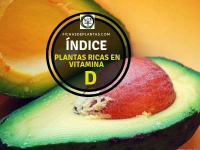 Plantas Ricas en Vitamina D
