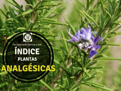 Plantas Analgésicas.