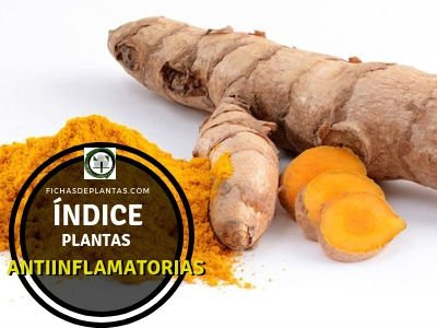 Lista de Plantas Antiinflamatorias.