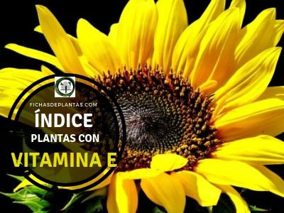 Plantas con Vitamina E, Tocoferol