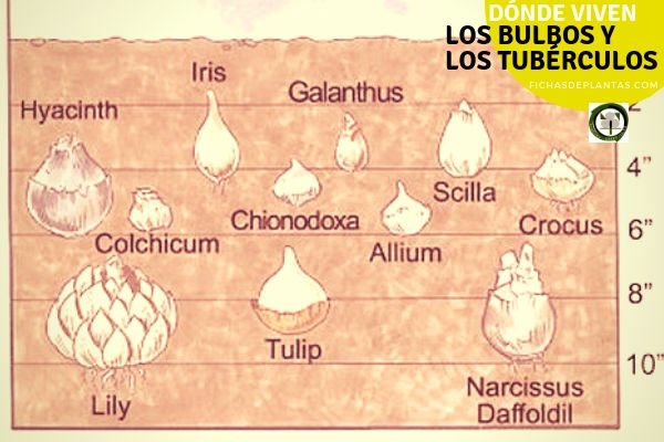 Plantas de Bulbos y Tubérculos.