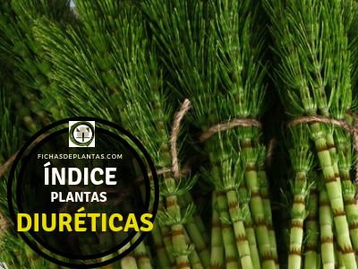 Lista de Plantas Diurética.