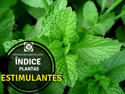 Lista de Plantas Estimulantes