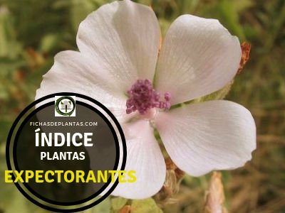 Lista de Plantas Expectorantes.