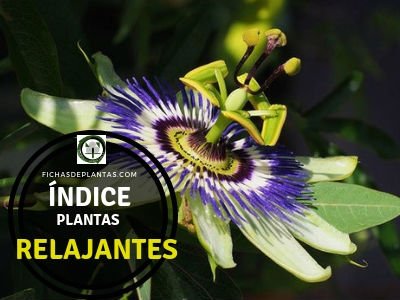 Lista de Plantas Relajantes