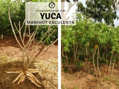 Yuca Planta Medicinal
