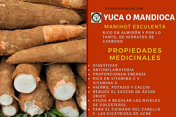 Yuca Propiedades Medicinales