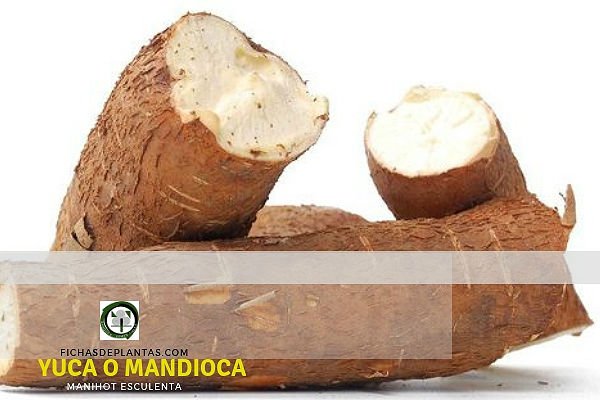 Yuca o Mandioca