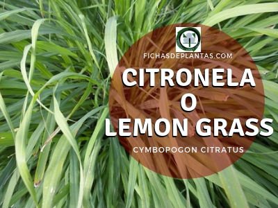 Citronela o Lemon grass