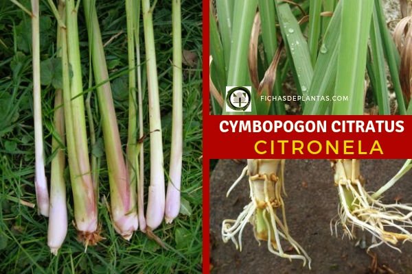 Cymbopogon citratus, Citronella