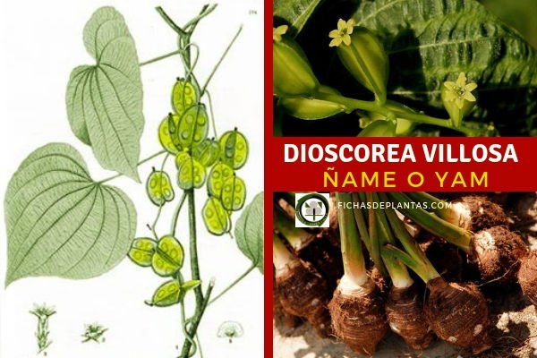 Dioscorea villosa, Ñame